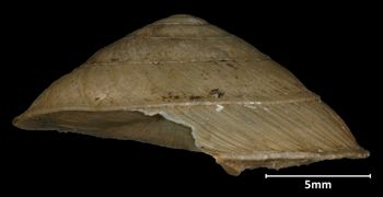 Media type: image;   Malacology 32522 Aspect: latersal